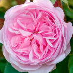 Rosal Olivia Rose Austin David Austin