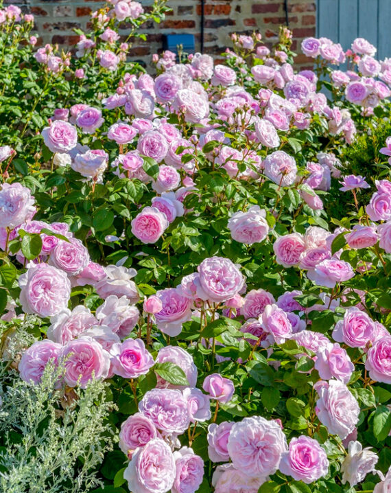 Rosal Olivia Rose Austin David Austin