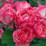 Rosal Panthere Rose® Meilland