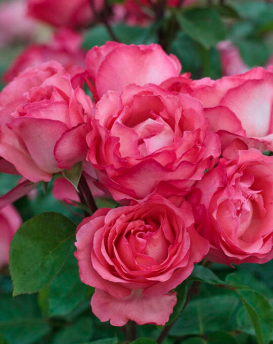 rosal-panthere-rose-meilland-2