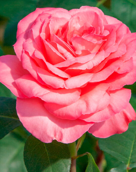 rosal-panthere-rose-meilland