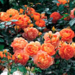Rosal Pat Austin David Austin