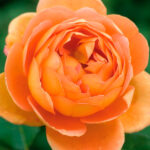 Rosal Pat Austin David Austin