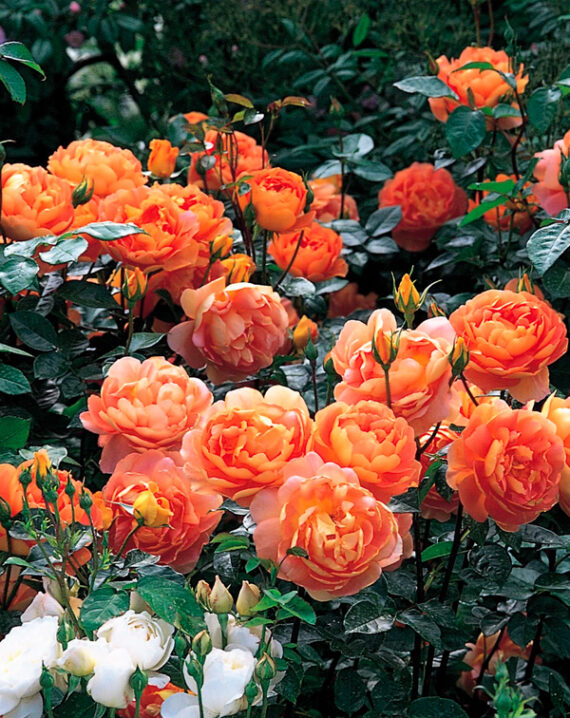 Rosal Pat Austin David Austin
