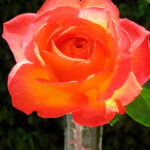 Rosal Picadilly® Meilland
