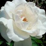 Rosal Poker® Meilland