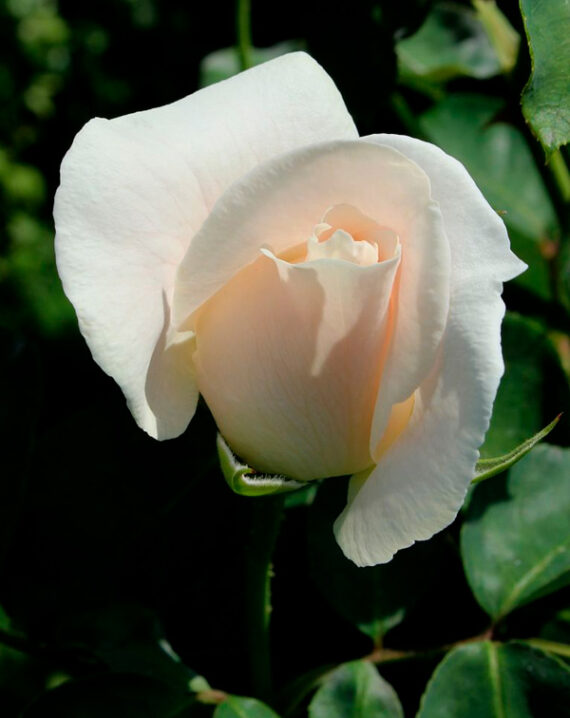 Rosal Poker® Meilland