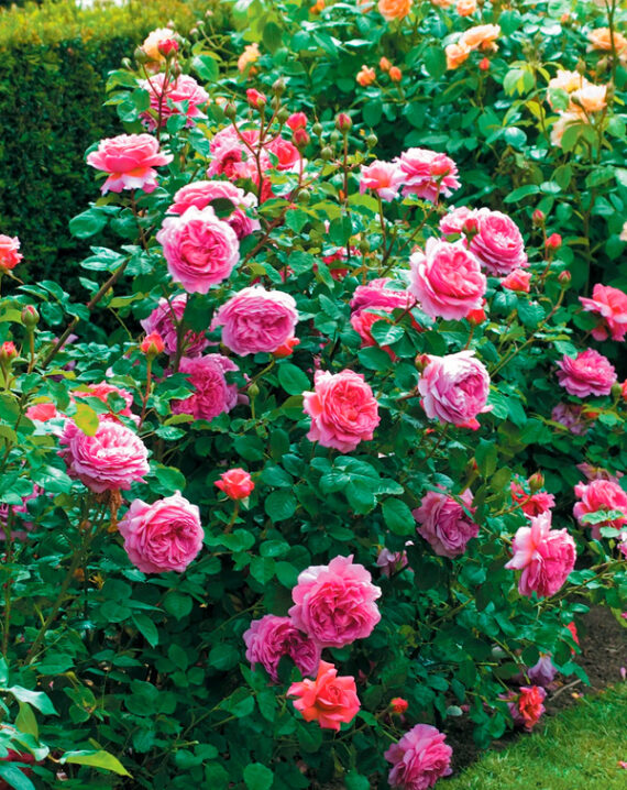 Rosal Princess Alexandra of Kent David Austin