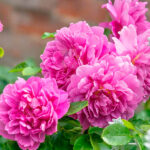 Rosal Princess Anne David Austin