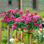 Rosal Princess Anne David Austin