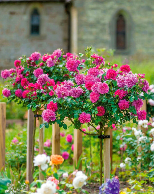 rosal-princess-anne-david-austin-2