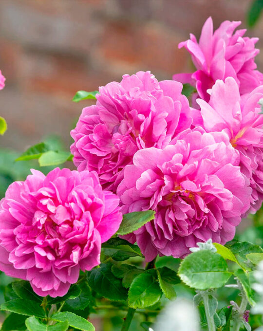 rosal-princess-anne-david-austin