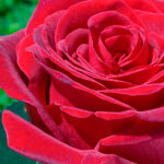 Rosal Royal Garden® Meilland