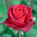Rosal Royal Garden® Meilland
