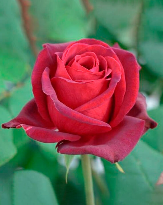 Rosal Royal Garden® Meilland