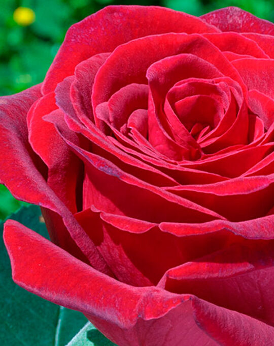 rosal-royal-garden-meilland