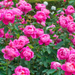 Rosal Royal Jubilee David Austin