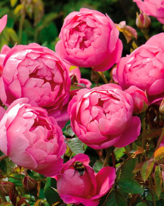 rosal-royal-jubilee-david-austin-2