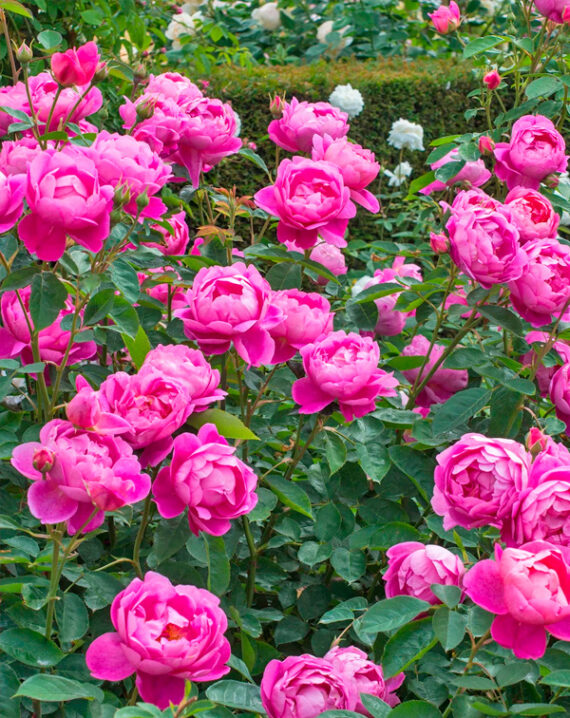 Rosal Royal Jubilee David Austin