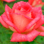Rosal Sabine Plantas de Exterior