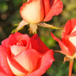 Rosal Sabine Plantas de Exterior