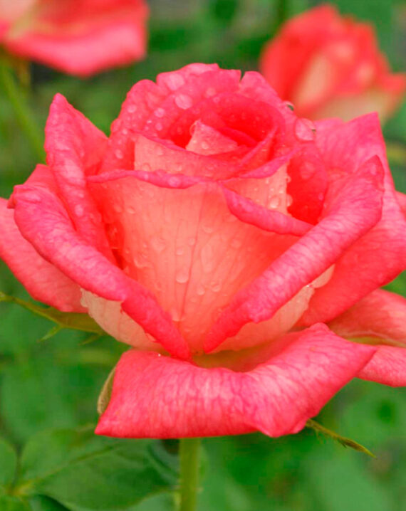 Rosal Sabine Plantas de Exterior