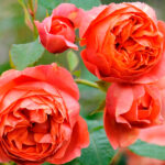 Rosal Summer Song David Austin
