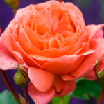 Rosal Summer Song David Austin