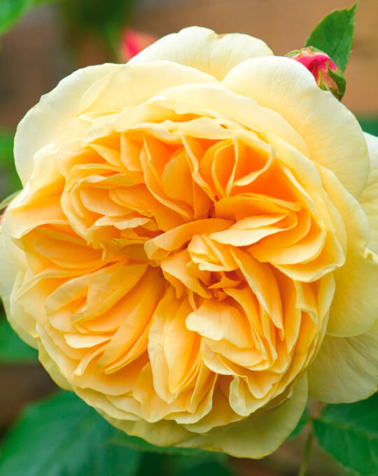 rosal-teasing-georgia-david-austin-2