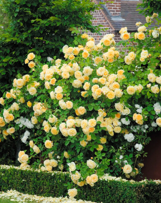 rosal-teasing-georgia-david-austin