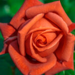 Rosal Terracotta® Meilland