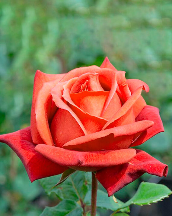 Rosal Terracotta® Meilland