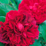 Rosal The Dark Lady David Austin