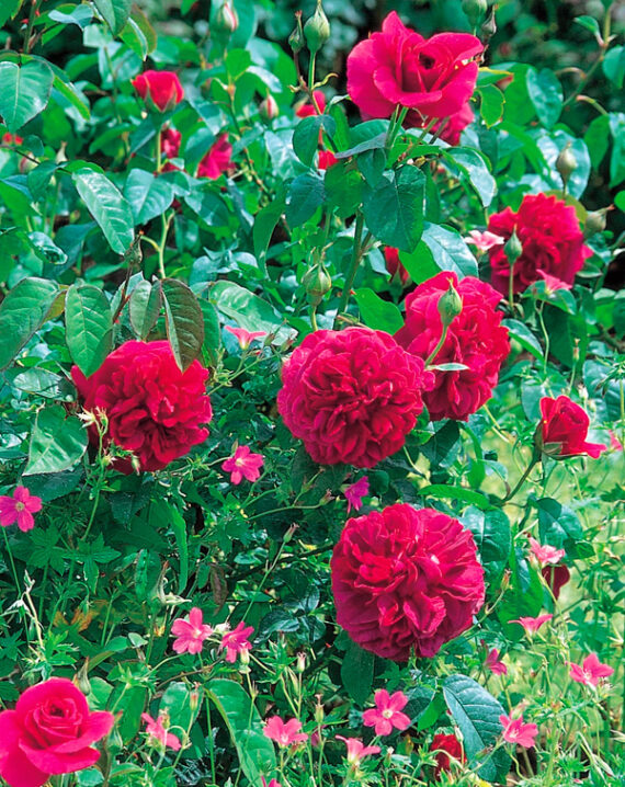 Rosal The Dark Lady David Austin