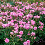 Rosal The Mayflower David Austin