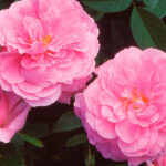 Rosal The Mayflower David Austin