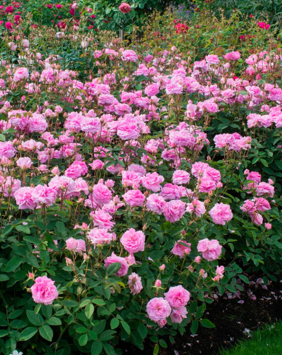 Rosal The Mayflower David Austin