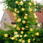 Rosal The Pilgrim David Austin