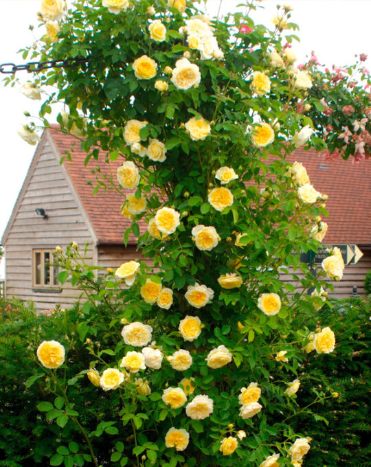 rosal-the-pilgrim-david-austin-2