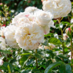 Rosal Tranquillity David Austin