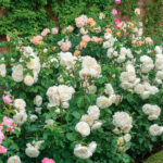 Rosal Tranquillity David Austin