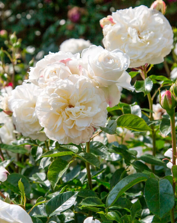 Rosal Tranquillity David Austin
