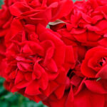 Rosal Trepador Amadeus® Kordes