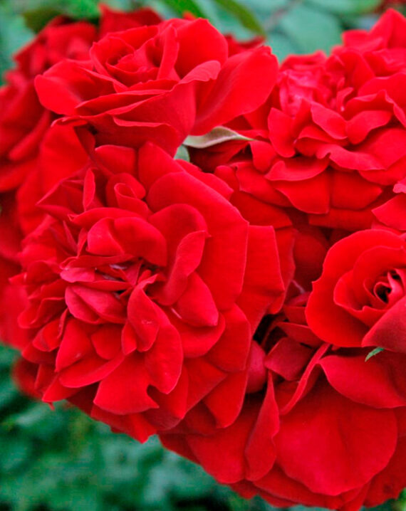 Rosal Trepador Amadeus® Kordes