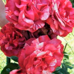 Rosal Brownie® Meilland Trepador