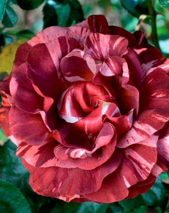 Rosal Brownie® Meilland Trepador