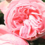 Rosal Trepador Giardina