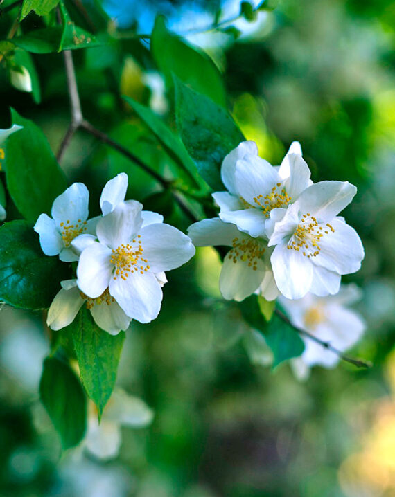 Rosal Trepador Guirlande d'Amour®