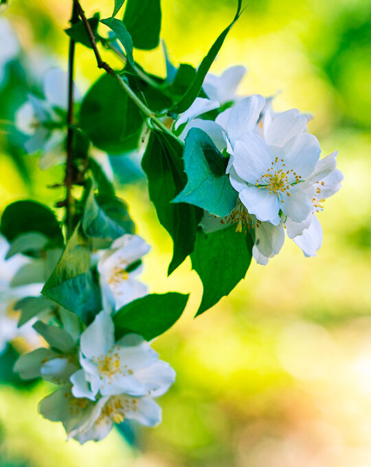 rosal-trepador-guirlande-damour