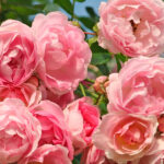 Rosal Jasmine®Trepador